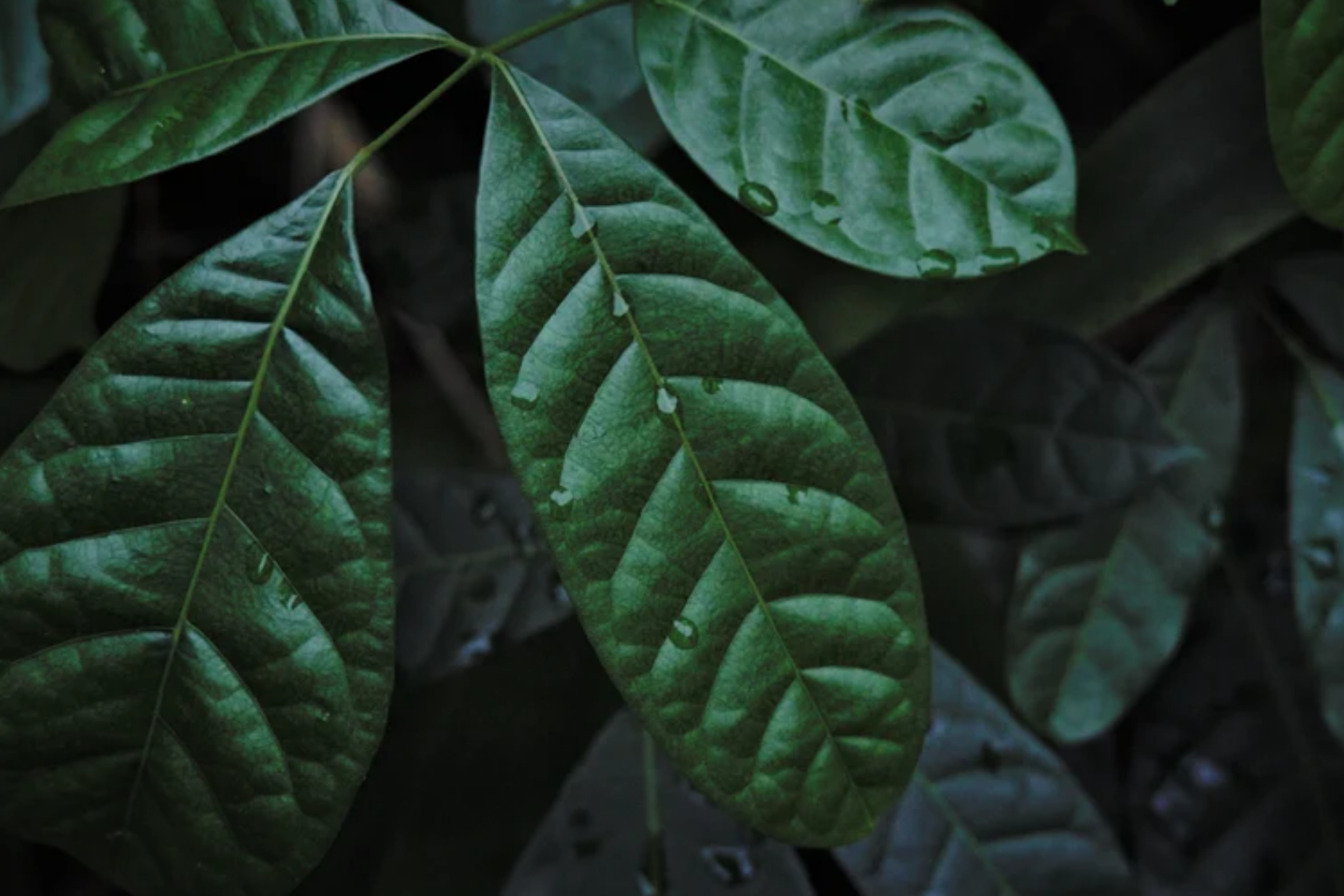 Charles & Ivy and Our Pledge Towards Sustainability