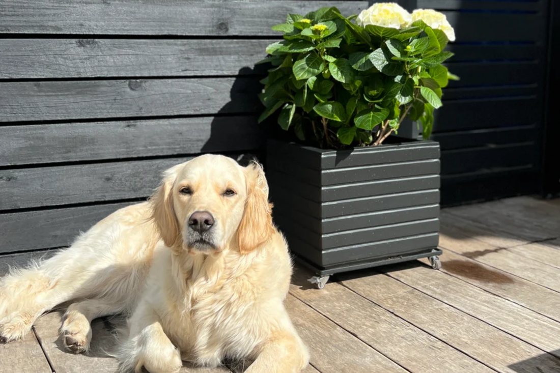 Prep your space for National Gardening Day with Charles &amp; Ivy