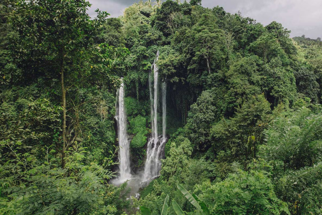 Charles & Ivy X (more:trees) Partnership